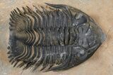 Detailed Metacanthina Trilobite - Lghaft, Morocco #381459-3